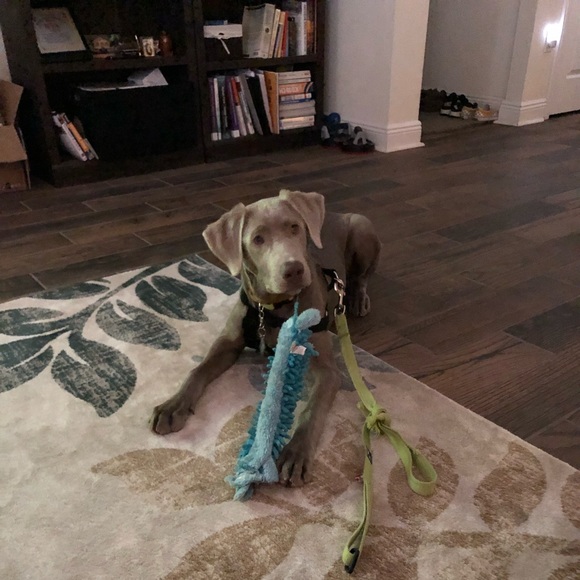 Meet your Posher, Leelee - Picture 7 of 7